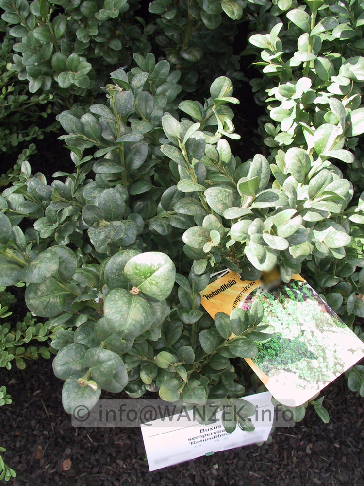 Buxus sempervirens Rotundifolia.JPG